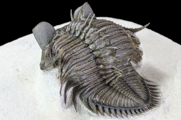Tower Eyed Erbenochile Trilobite - Stunning! #86021